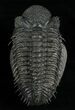Super Spiny Drotops Armatus Trilobite - #5614-8